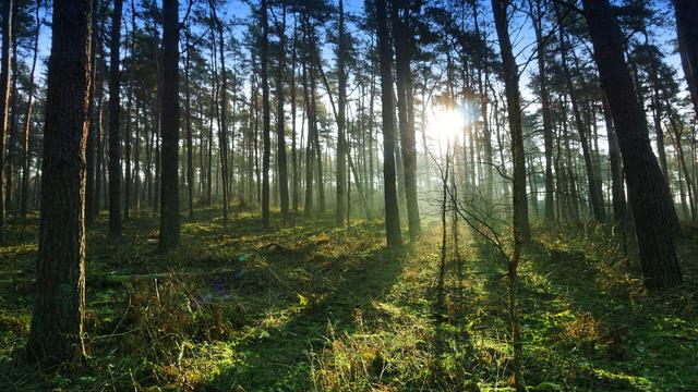 Sonnenstrahlen durch die Nadelbäume in der Üfter Mark bei Schermbeck.