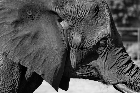 Elephant