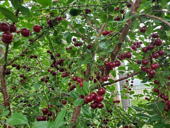 A cherry bush with many ripe cherries.