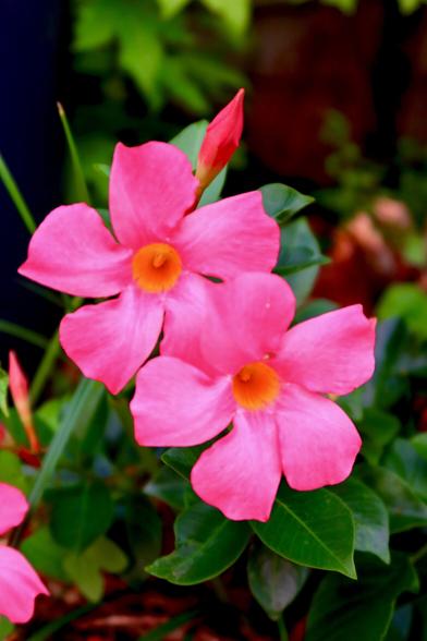 Photo of my pink Mandevillas in my flower bed.