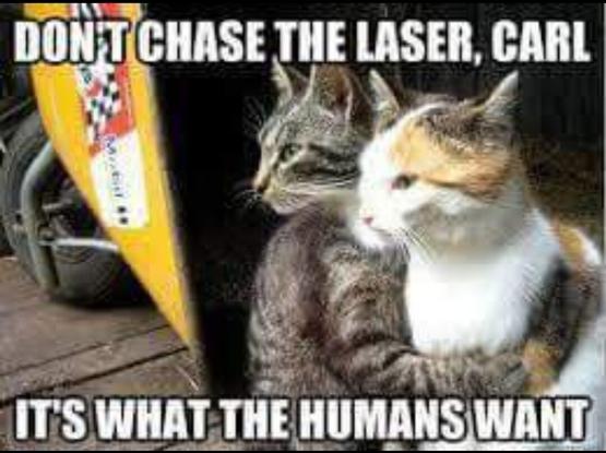 Photo of two cats, one is hugging the other, and seems to be holding him back. They are both looking off to one side. Text says, "Don't chase the laser, Carl. It's what the humans want."