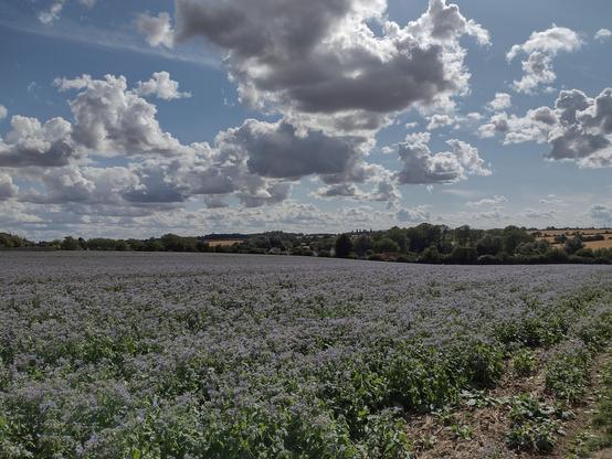 Farm field with a cover crop of green leafy plants that have vibrant blue flowers.
