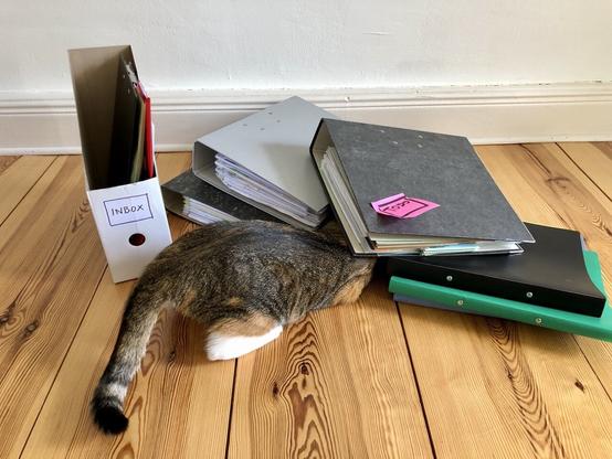 A photograph of a cat between some binders and folders, which are typically found in an office. On the left, there is a white folder labeled 'inbox'. The cat's head is hidden between a couple of grey binders, one of them has a post it labeled 'todo' on it.