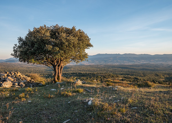 A quercus ilex tree in the Montes di Vitoria in Spain, from this website: 

https://commons.wikimedia.org/wiki/File:Montes_de_Vitoria_-_Quercus_ilex_01.jpg