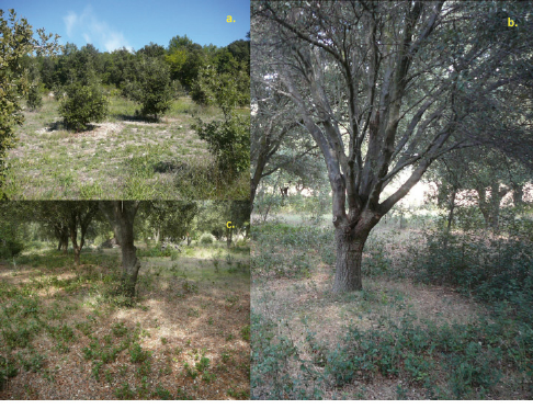 a range of pictures showing holm oaks with dry grass circles under them, which are the result of truffles growing there (I think)