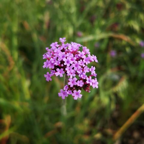 A cluster of tiny pink flowers with five petals, to form a flower head.