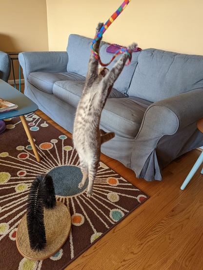 Very looong grey tabby cat with a spotty belly reaching into the sky to catch a cat toy. Her tiny maw of death is wide open.