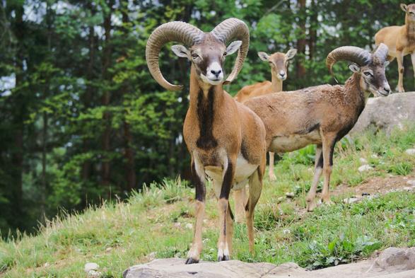Ein Mufflonbock mir grossen gebogenen Hörnern steht frontal zum Betrachter auf einem flachen Felsen auf einem mit Gras bewachsenen Hügel. Hinter ihm ist ein zweiter Bock sowie noch etwas weiter hinten zwei Mifflonziegen zu sehen. Daher sieht man Wald.