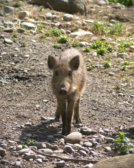 Ein Junges Wildschwein, bei dem die typischen Frischlingsstreifen kaum noch zu sehen sind, steht aufrecht frontal zum Betrachter und schaut aufmerksam in Richtung Kamera.