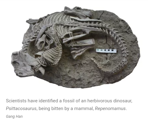 this fossil of a mammal biting a dinosaur captures a death battles final moments