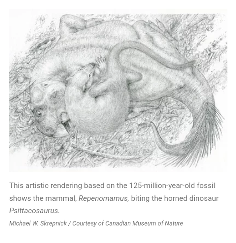 this fossil of a mammal biting a dinosaur captures a death battles final moments