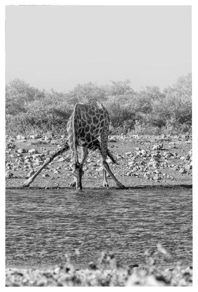 A giraffe drinking at a water hole in Etosha NP in Namibia in black and white

As the legs of a giraffe are as long as their neck is, they have to bend their knees or spread their legs wide. I guess this last position is favorable as they can easier run away when danger approaches.. (and they can look between their legs behind them?)