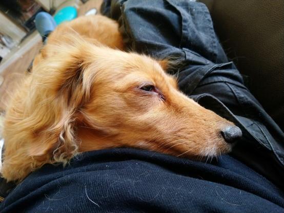 A sleepy red miniature dachshund, eyes almost closed, lying on a lap which is covered in dog hair