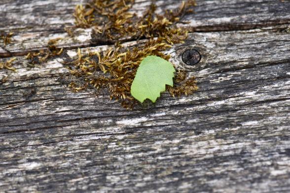 Small section of leaf cut by a leaf cutter bee lies discarded on moss on an old timber sleeper.