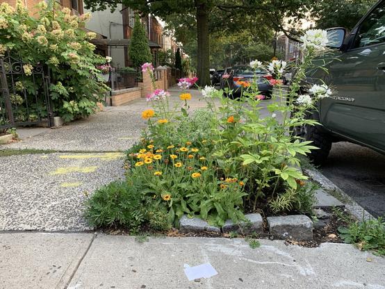 A tree pit on a residential sidewalk is overgrown with a collection of wild flowers.