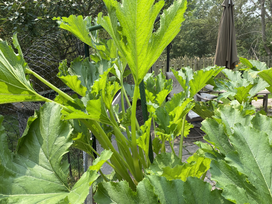 Zucchini plant zoomed out with Svb egg