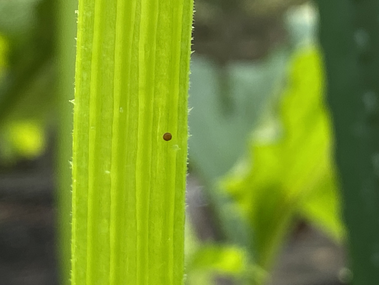 Zoom in if Svb egg on zucchini stem