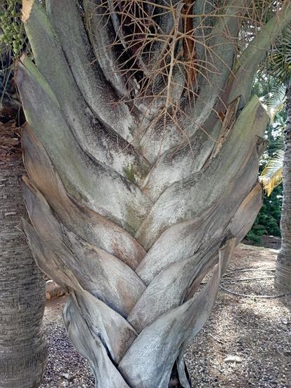 Tronco de Palma en forma de espiga y que recuerda a lo simétrico. Color marrón muy claro, con toques blancuzcos hacia el centro del tronco espiga.