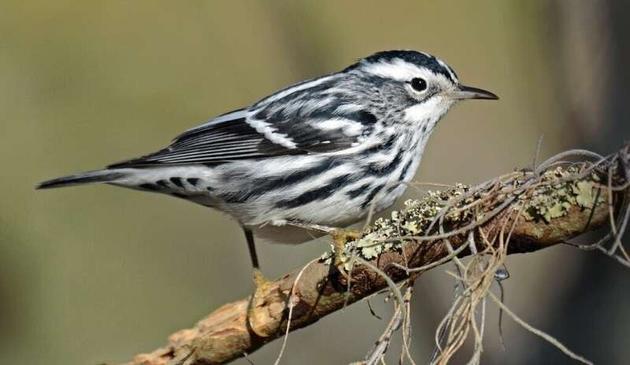 photo of a bird