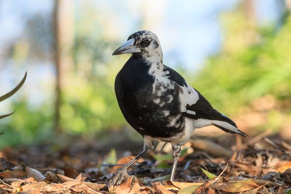 An Australian Magpie with leucism (a lack of melatonin) resulting in mottled white feathers where black ones would be usually.