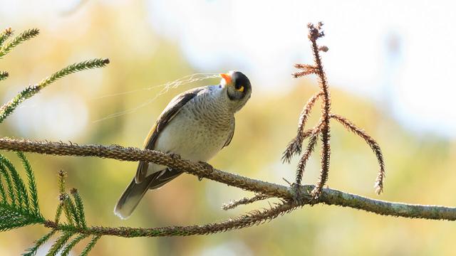 A Noisy Miner on a conifer branch, with spiderweb stuck to its beak. It is looking quizzically at the web, wondering how to get it off.