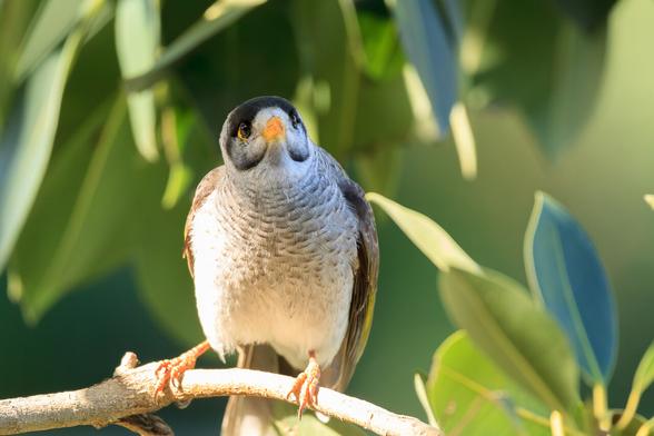 A closeup of a Noisy Miner on a branch, looking towards the camera.
