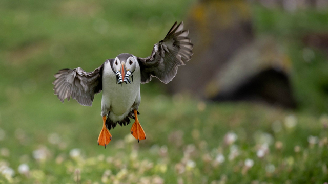 Puffin landing with a beak full of sand eels.