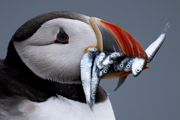 Puffin with a beak full of sand eels