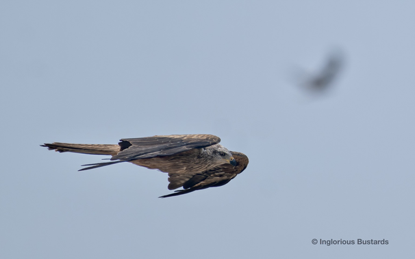 Black Kite ©️ Inglorious Bustards