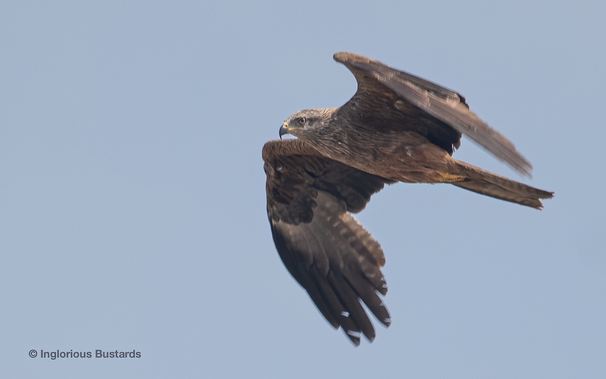 Black Kite ©️ Inglorious Bustards