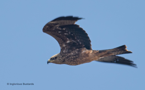 Black Kite (juv) ©️ Inglorious Bustards