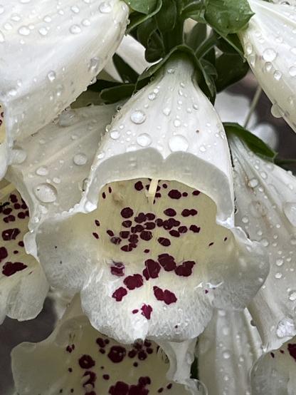 A close up of a white Foxglove with purple-burgundy spots on the inside of the bulb. It’s raining and large drops cover the flower