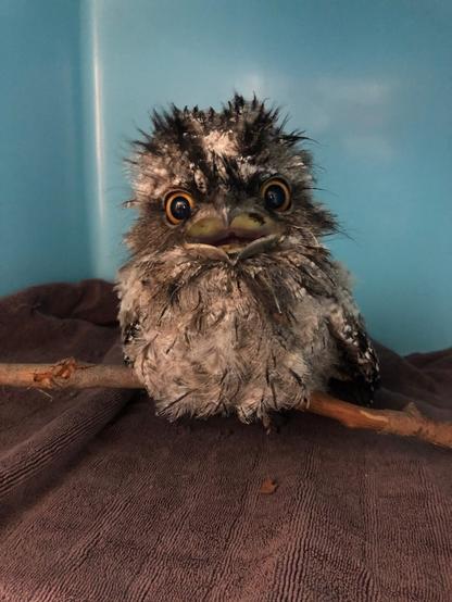 A tawny frogmouth chick with very fluffy feathers sits on a stick. It is looking straight at the camera with its mouth slightly open like it is smiling. There is a towel underneath it and a light blue background.