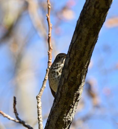 Hermit Trush has a light colored chest with dark spots halfway down its front. The bird facing the camera and is perched on a branch with half its body obstructed by the branch. You can only see one eye and half of its beak.