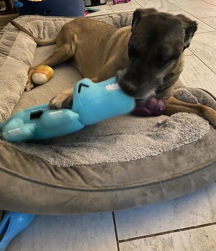 Quinn a brown mastiff with black nose and graying muzzle is enthusiastically chewing on the snout of a large blue stuffed alligator toy with squeakers while laying on beige bolster bed. A rubber squeaky candy corn toy rests against his back foot.
