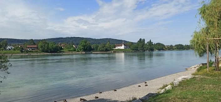 Bild vom Rhein. Im Hintergrund sieht man Häuser und Wald.