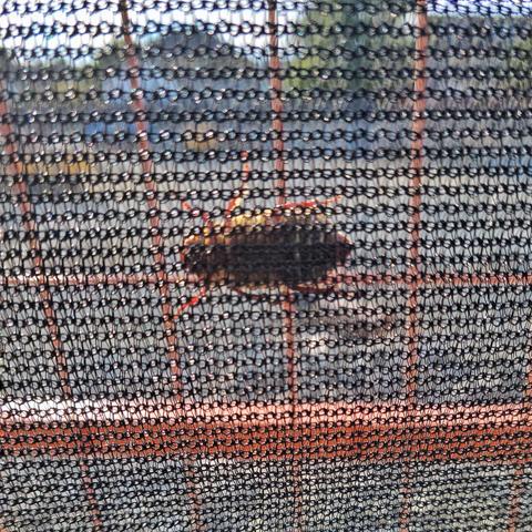 An image showing the underside of a Junebug clinging to a construction fence screen.