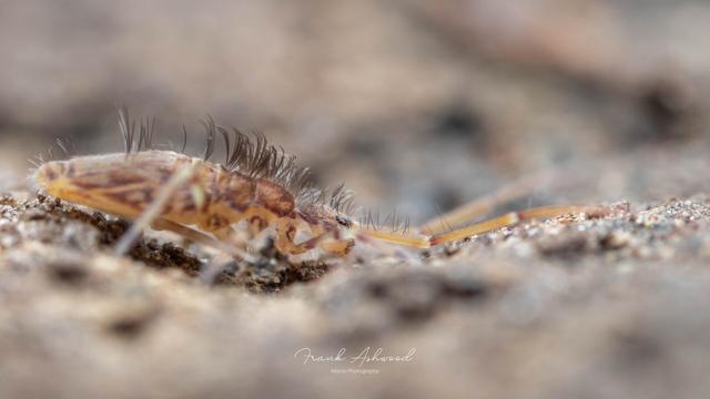 A photograph of a slender springtail with long antennae and a row of tall setae on its dorsal thorax.
