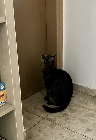 קטרה יושבת בציפייה מחוץ לדלת האמבטיה הסגורה