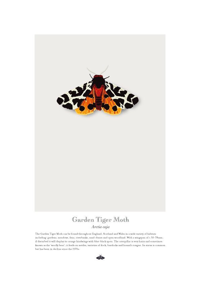 Garden Tiger Moth Poster