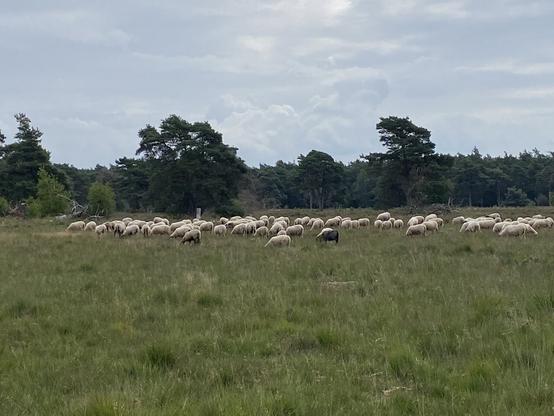 Schapen op de heide