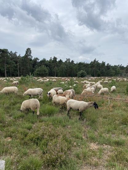 Hoogheideschapen