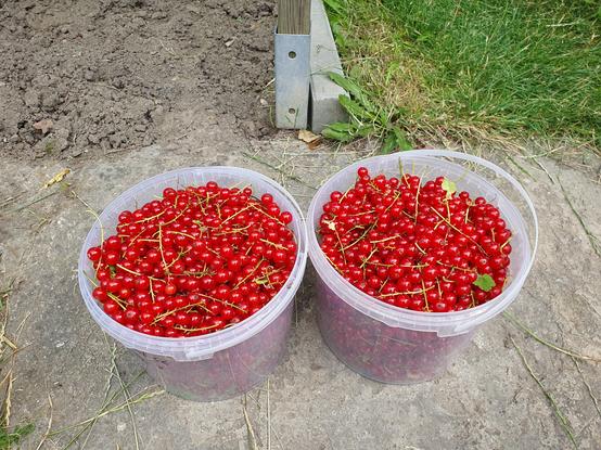 Dwa pełne 3-litrowe wiaderka czerwonych porzeczek.