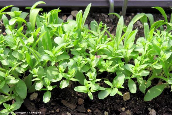 junge Wildblumenpflanzen