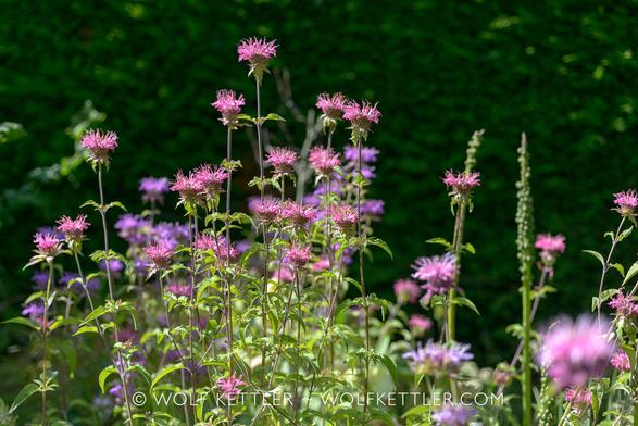 A ‘field’ of flowering Monarda didyma in shades of pink and purple before the dark background of an evergreen hedge.