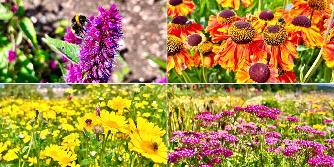 Four photo collage of summer blooms (all in Gordon Castle walled garden) some with bees and other pollinators feeding. Clockwise from top left: purple anise hyssop; red-orange helenium; deep pink achillea; bright yellow coreopsis.