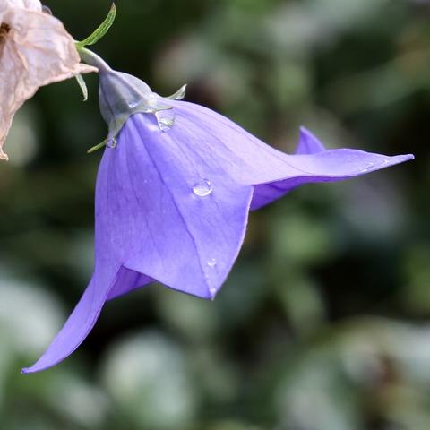 Campanula ‘bell flower’. Closeup of bloom in the center of a square with blurred background. The recent rain has cause drops of water to bead up on the outside of the flower like a cool metal bell put out in high humidity.