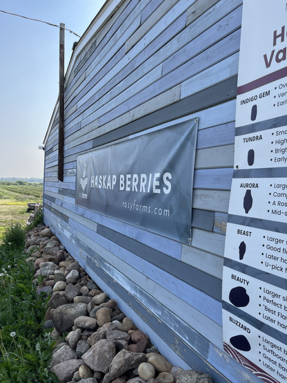 The side of a barn, the wood painted blue-grey, with a sign that reads Haskap Berries. To the left of the wall, we see a field of green haskap plants under a blue sky.