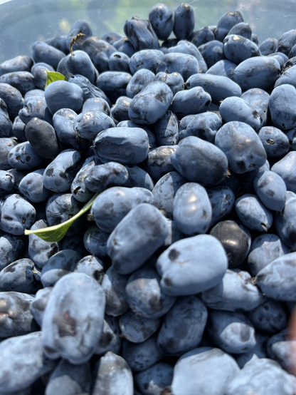 A close up of oodles of fresh picked haskap berries: big blue berries, much larger and less round than blueberries