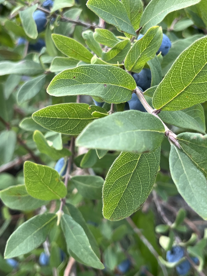 The thick and shiny green leaves of a haskap plant, with a few blue berries peeking through